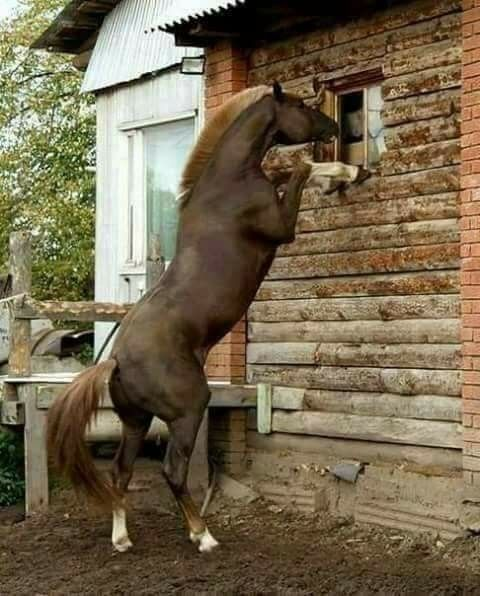 If you haven't discovered it yet, horses can traverse through almost all doors just like Sims. Don't worry, you can click on doors and enable the locks to keep out horses.

An old research image from <a href="/SimGuruNinja/">...</a> for reference.