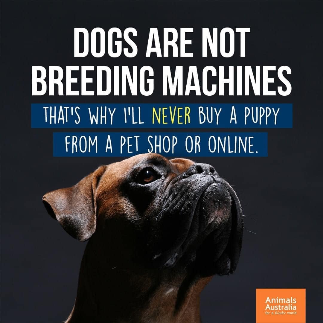 📢 𝐉𝐮𝐥𝐲 𝟐𝟏 is #NoPetStorePuppiesDay to raise public awareness of #puppymills and their connections to pet stores that sell #puppies.
We'd like to encourage you to adopt your new best friend from a local rescue or shelter or to do your research and find a legitimate breeder.