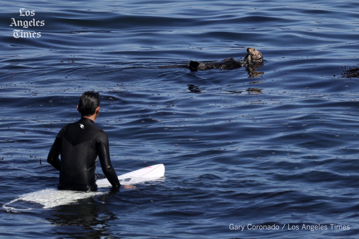 Gary Coronado (@gary_coronado) on Twitter photo California’s wily, surfboard-stealing sea otter evades capture again. <a href="/latimes/">Los Angeles Times</a> -- bit.ly/3K6K3EZ -- Reporting by <a href="/susrust/">Susanne Rust</a> California’s wily, surfboard-stealing sea otter evades capture again. <a href="/latimes/">Los Angeles Times</a> -- bit.ly/3K6K3EZ -- Reporting by <a href="/susrust/">Susanne Rust</a>