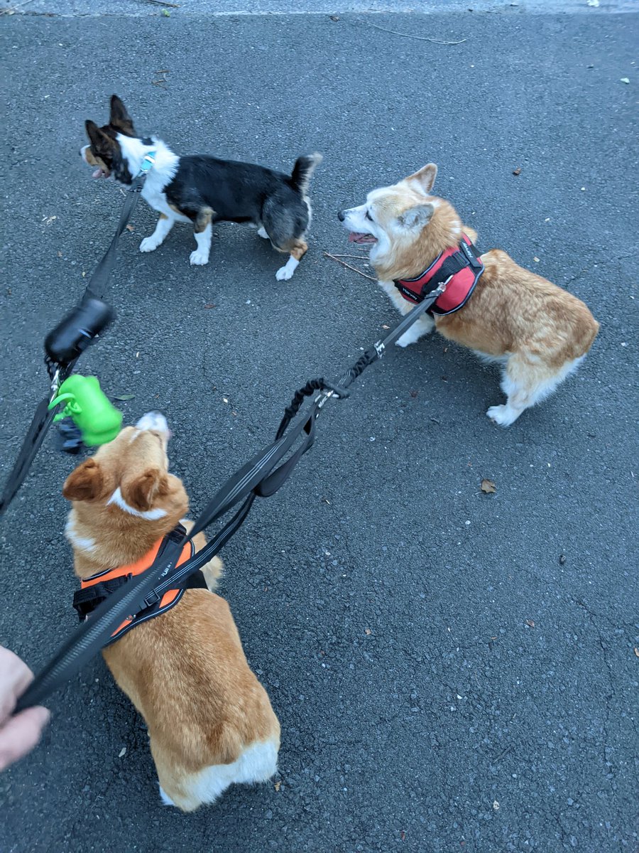Sleeping_corgi1's tweet image. Sleeping and Active Corgi look good in their vests Toasted Corgi needs to fill out a bit #CorgiCrew #vests #walk