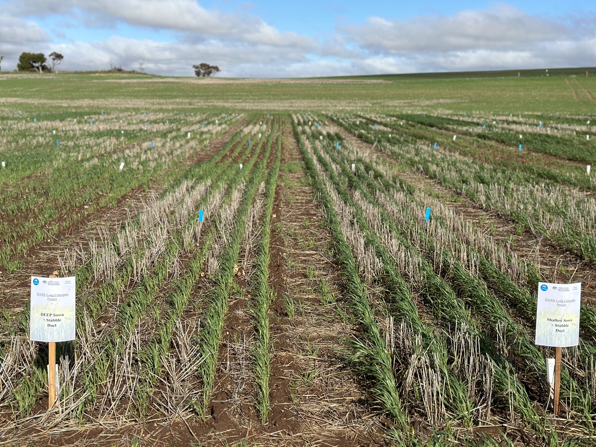 LRPB Dual is now classified as Australian Hard (AH) in the Western Zone. Dual has a long coleoptile to chase deeper soil moisture, an ideal addition to any growers tool box as seen here in the @CSIRO DAWE Long Coleoptile Project. 📷Thanks to @_sarah_rich