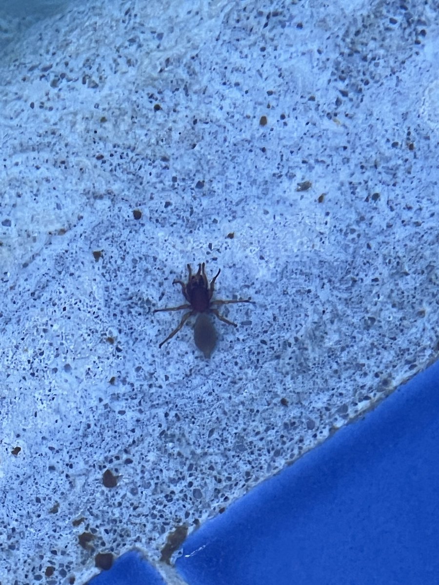 smallonlinegirl's tweet photo. #SpiderTwitter #BugTwtitter can I get an ID on this https://t.co/WLQYN0KAl5