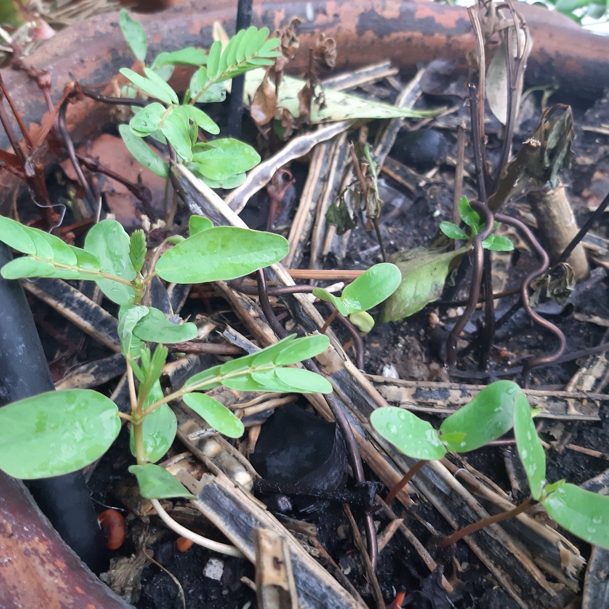 pramul18's tweet photo. My plants https://t.co/1Hozxbl45k
