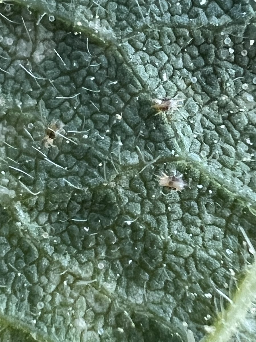 Spidermites showing up