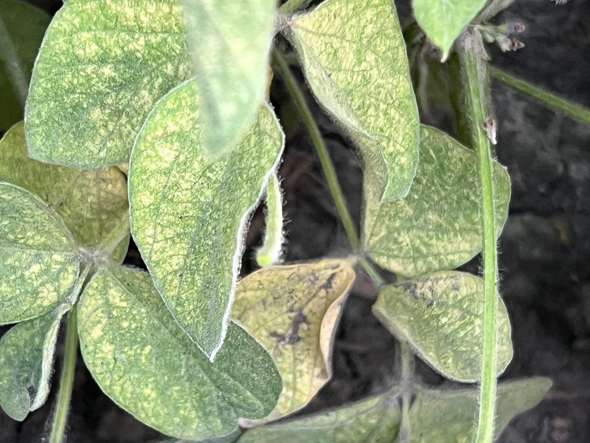 PRfarmlife's tweet photo. Spidermites showing up https://t.co/zCRG0p5zE4