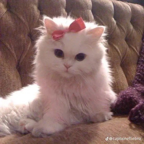 kalosianlitten's tweet photo. @iluvcats2002 1 ticket for                         1 ticket for 
Oppenheimer                  Barbie
please 💣                         please 💖 https://t.co/WR7pYFEriY