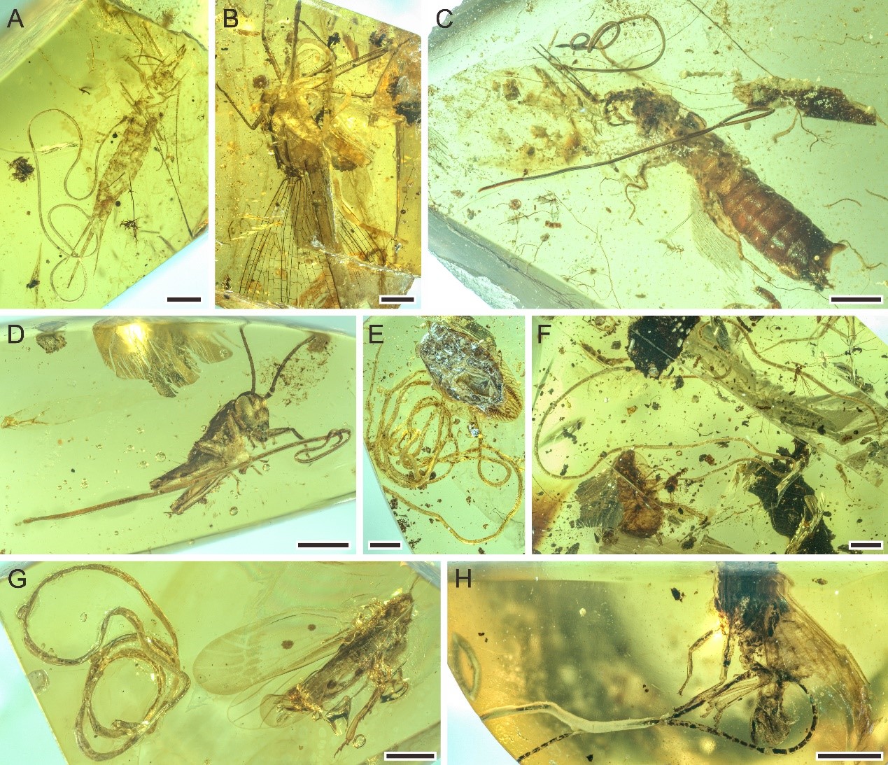 China Science on Twitter: