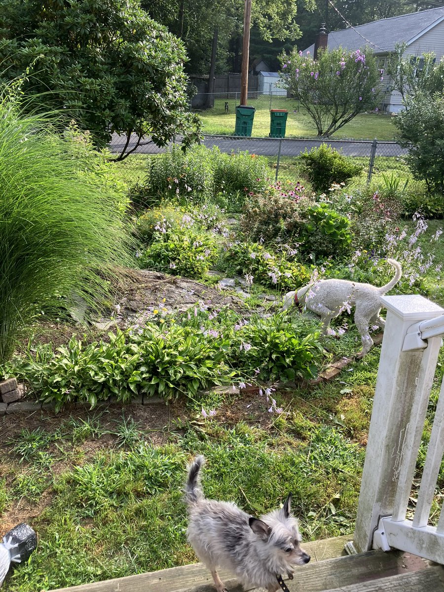 thank you, my dear dogs and plants, for unconditionally loving me and teaching me patience, forgiveness, and humility, and to slow the F down and chill. #Parkinsons #naturalmedicine