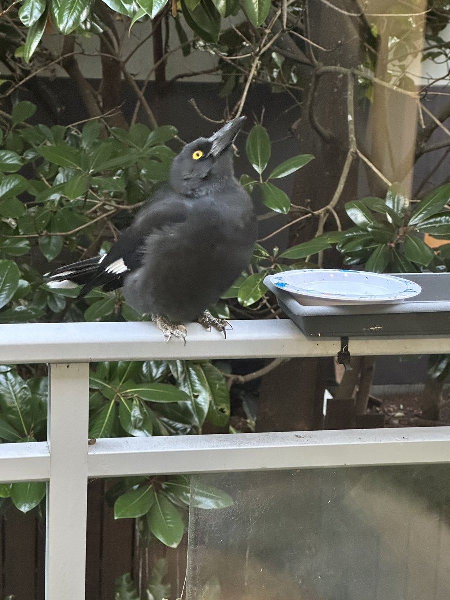 Sam_Hickey's tweet photo. @firstdogonmoon The currawong with a slightly cloudy eye has clearly successfully raised a family and keeps coming back to use the water and bird bath we put out. Photo is of a different visiting currawong but provided for general illustrative purposes! https://t.co/TP5obUcOvo