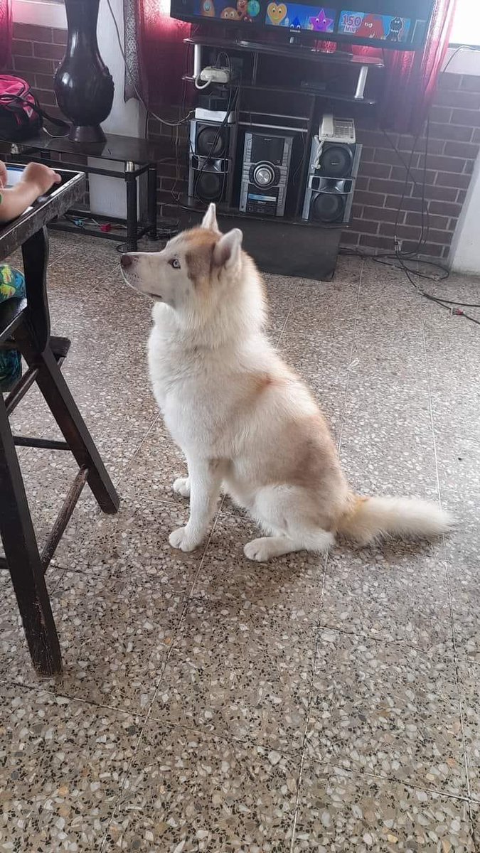 guatexanimales2's tweet photo. Se perdió en la colonia Primero de Julio, se da recompensa. Comparte https://t.co/w8KWEDt0hr