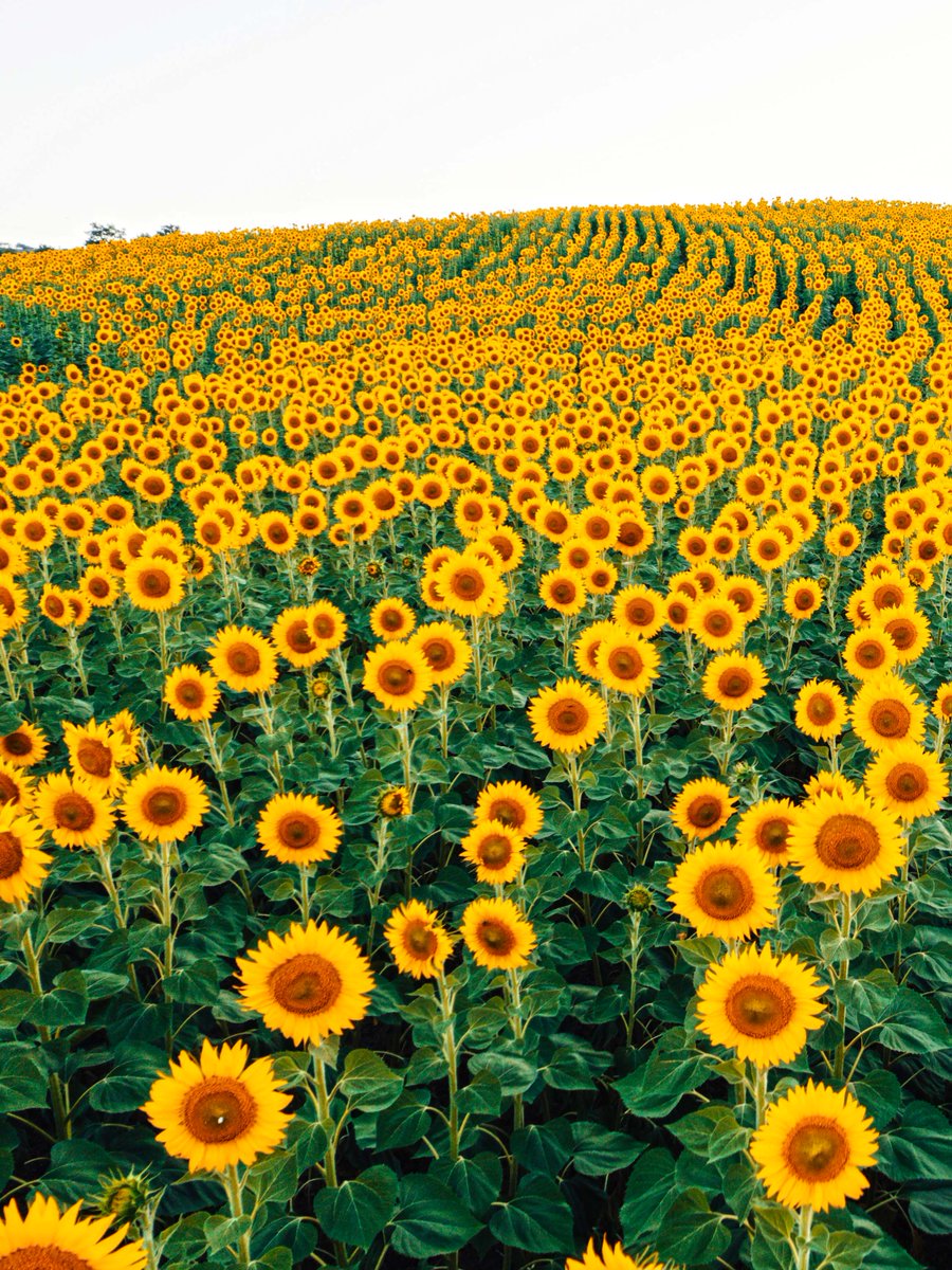 Alice_Vogue_2nd's tweet photo. #HEALING #HAPPINESS #CALM #MIND #FEELING
#FLOWERS #SUMFLOWER https://t.co/taKxRiTmkY