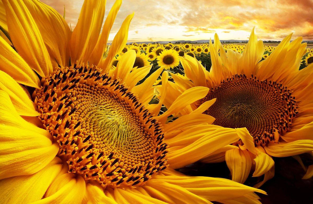Alice_Vogue_2nd's tweet photo. #HEALING #HAPPINESS #CALM #MIND #FEELING
#FLOWERS #SUMFLOWER https://t.co/UcRf05xAoX