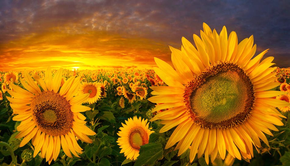 Alice_Vogue_2nd's tweet photo. #HEALING #HAPPINESS #CALM #MIND #FEELING
#FLOWERS #SUMFLOWER https://t.co/9R7Dl4kd8m