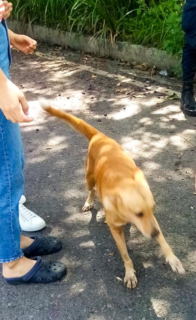 Uno de nuestros equipos se trasladó esta tarde hasta la colonia San José de Soyapango, donde recibieron una llamada de alerta sobre un perro que se encontraba dentro de un tragante de aguas lluvias. 

Al llegar nuestros policías lo rescataron. 

El perro fue entregado a la dueña,