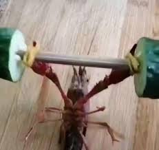 BassBoy960's tweet photo. The crayfish are taking over the human race! They are starting to buff up there exoskeletons with some sweet sweet calcium. This is war against the crayfish people. They are controlling the government from below. Beware!! https://t.co/bg96KgRY1d