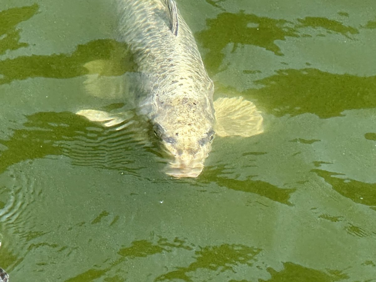 uganda_'s tweet photo. 善寶寺の人面魚。実は生で見るのは初めて👀。善寶寺で参拝するのも初めてでした。すごく広くて五重の塔もあるのは知らなかった。 #人面魚 #鶴岡市 #善寶寺 #tsuruoka #humanfacefish https://t.co/g7DQqyfXxP