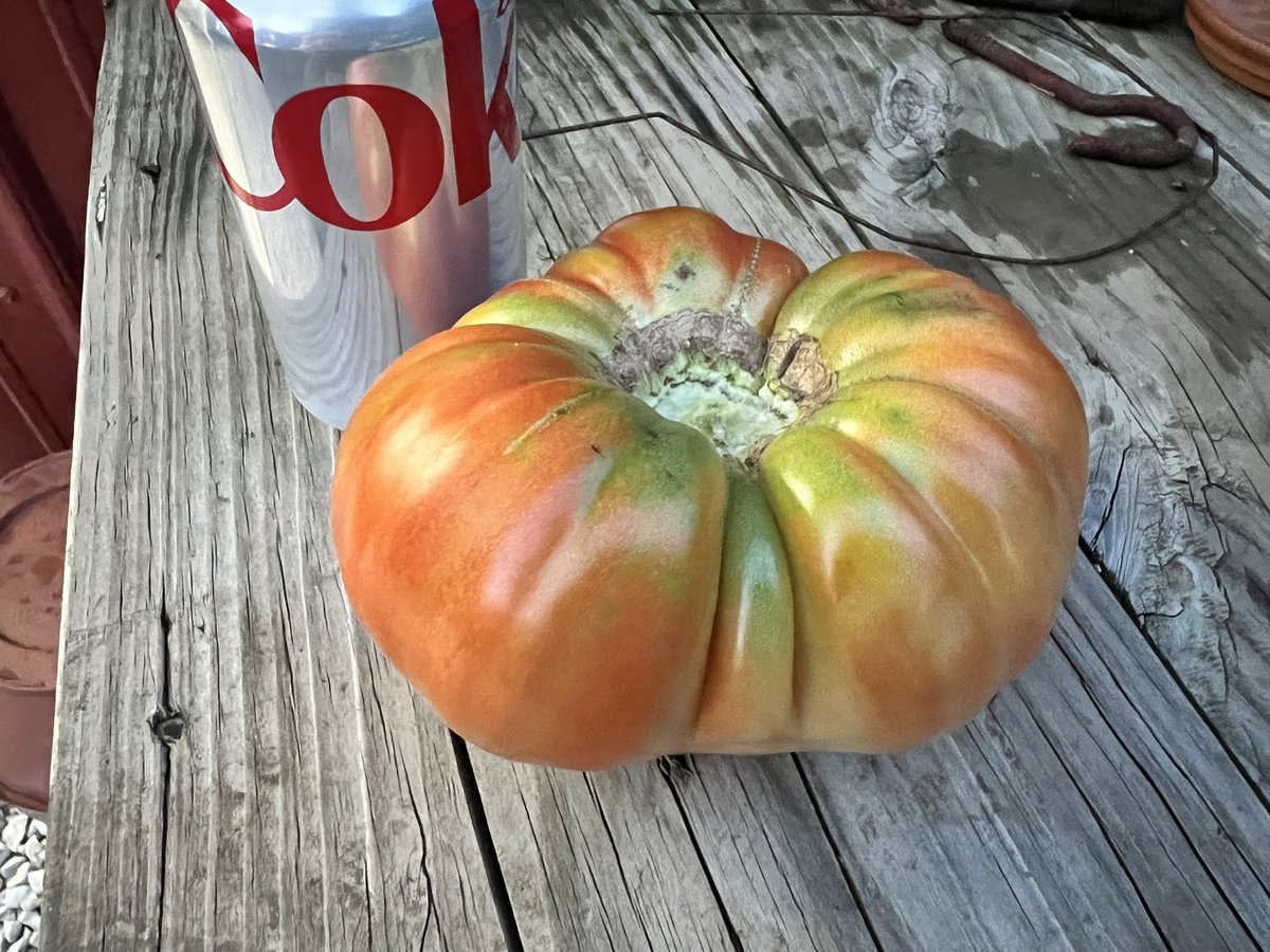 Sam Brewster tweet media