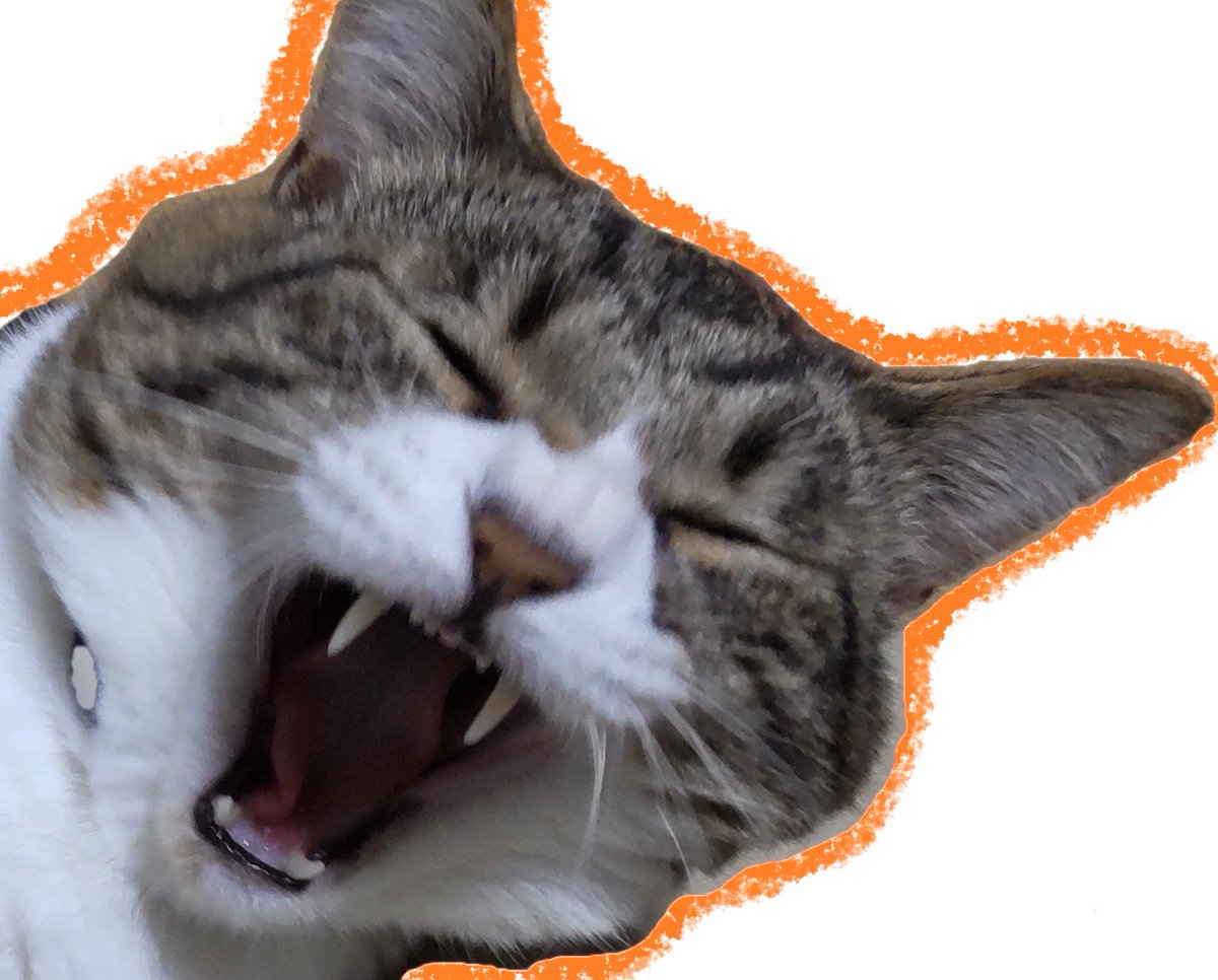 puta_S's tweet photo. なんでいまあしのにおいかがせたの！！

#猫変顔グランプリ https://t.co/qio8hrOOve