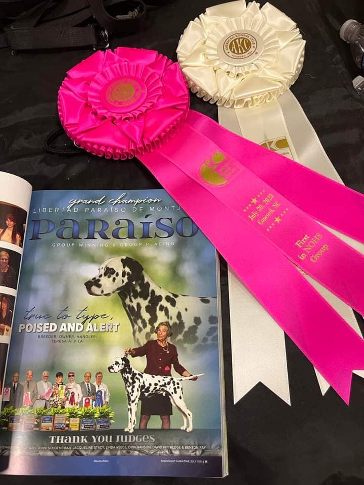 Showsight's tweet photo. Good luck to everyone this weekend - be sure to pick up the July issue of Showsight!!!🐶
#purebred #dogshow #dogshow2023 #bestinshow #bestinshowsight #showsightmag #showsightmagazine #dogshowmagazine #dogshowhandler #ownerhandler #juniorhandler https://t.co/m2Xx9yKY6E