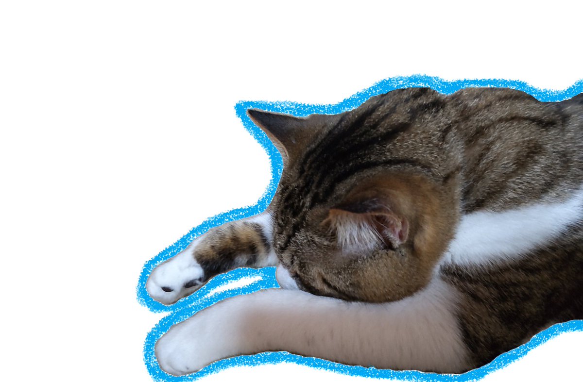 puta_S's tweet photo. もうおてあげです（あしだけど）

#猫のいる幸せ https://t.co/mG08e49LSc