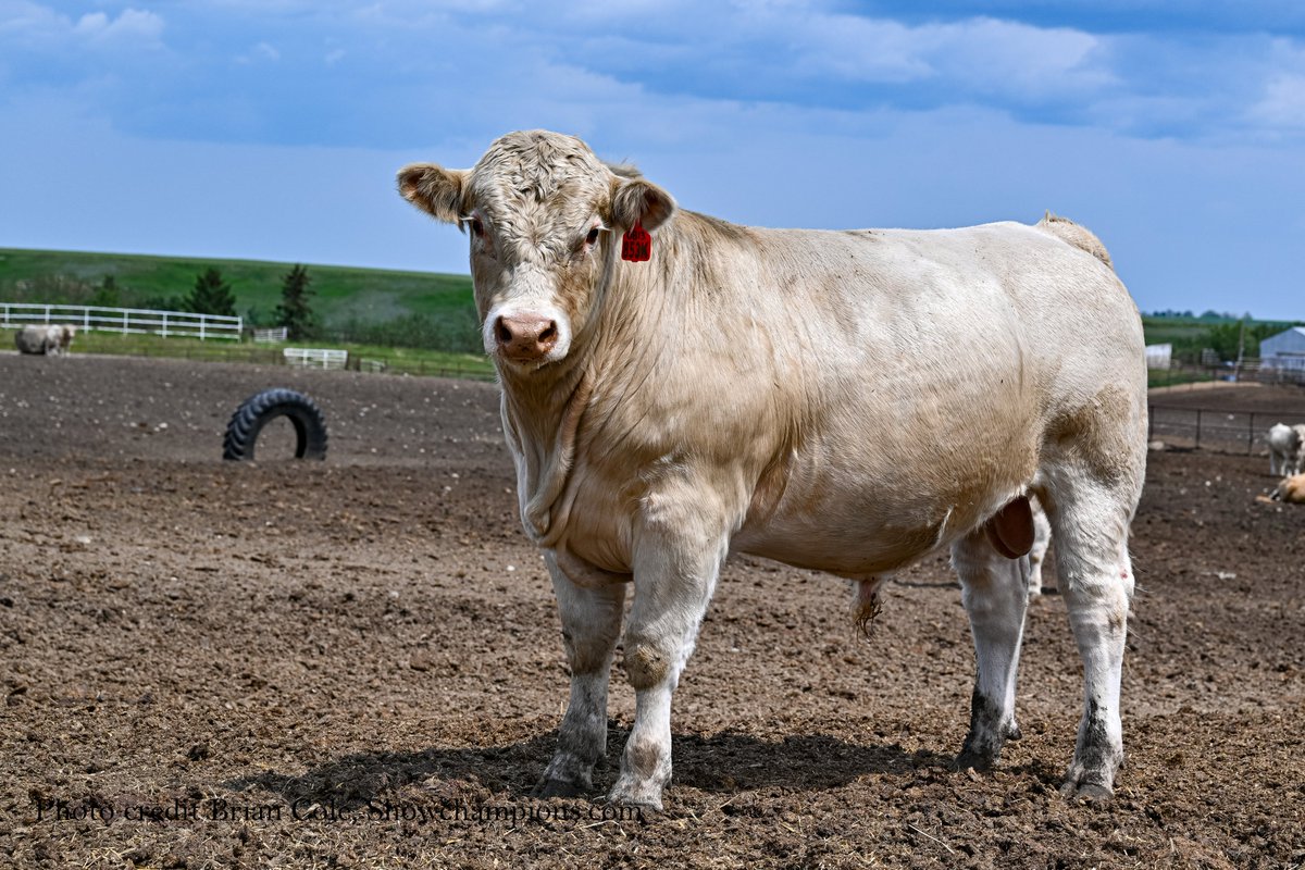 Soderglen Ranches tweet media