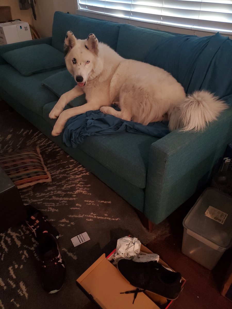 candicetobin's tweet photo. asking Marcie if my new sneakers are good enough to chew on https://t.co/1sKWrT35Pm