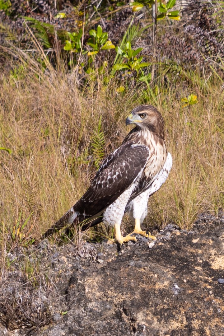 From the backyard #guaraguao red tailed hawk #Caribbean #PuertoRico