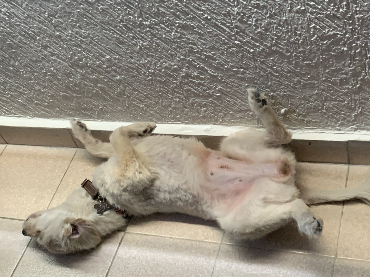 _maribelnava's tweet photo. @DiloConPerritos Frida https://t.co/wKedxNy3Dw
