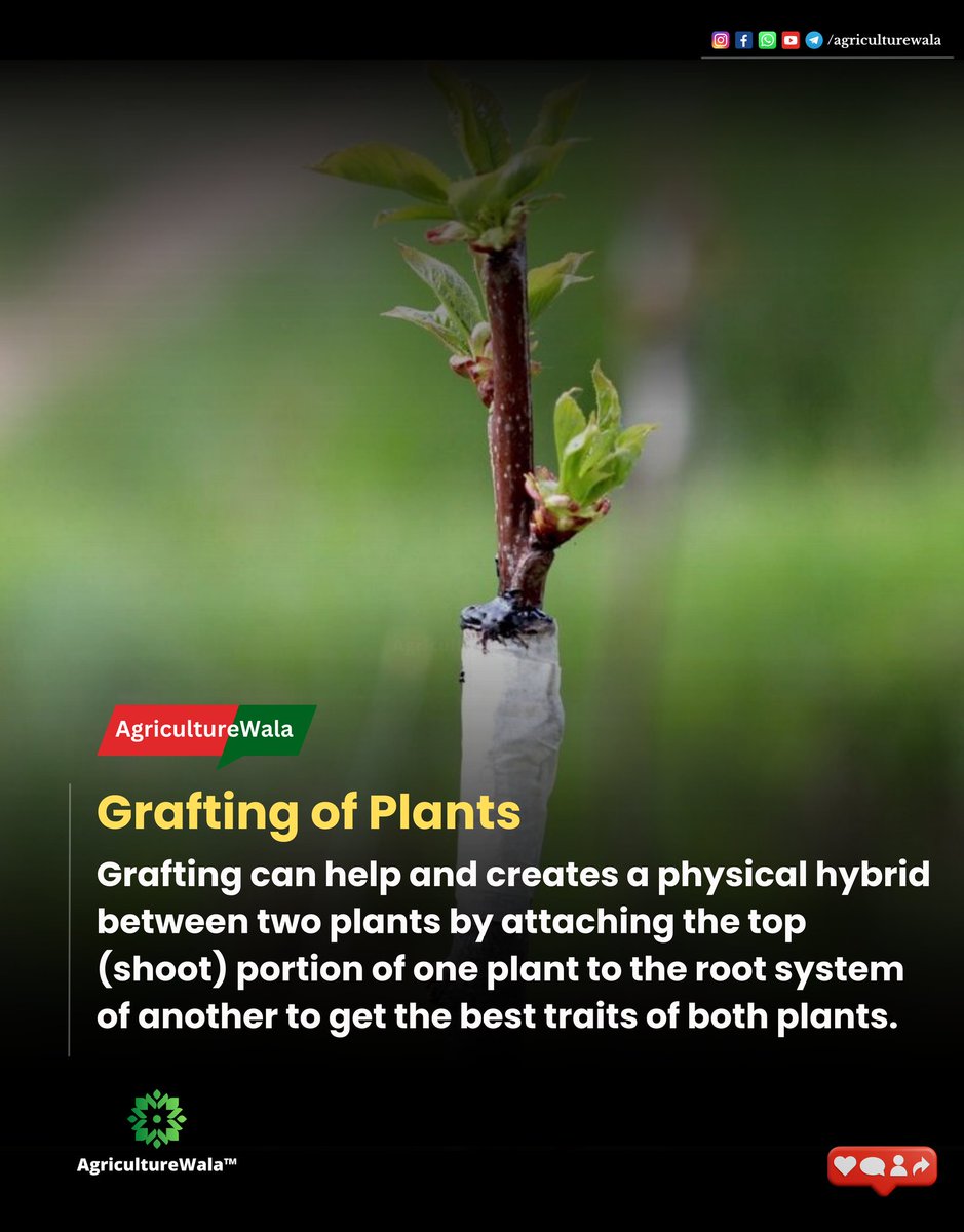 Grafting of Plants.

Grafting can help and creates a physical hybrid between two plants by attaching the top (shoot) portion of one plant to the root system of another to get the best traits of both plants.

#Agriculturewala #agribusiness #agriculturemachinery #grafting