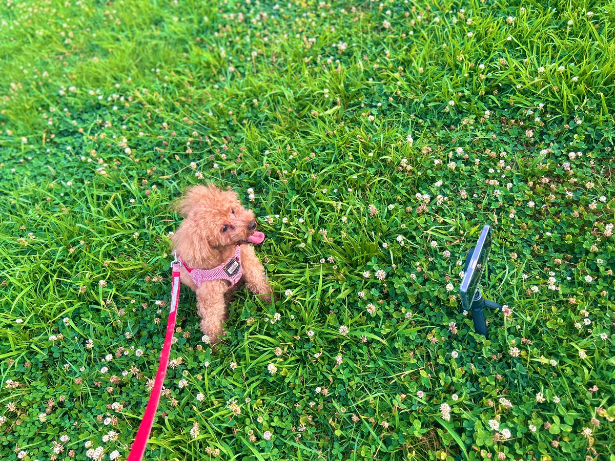 ShiftCam_JP's tweet photo. #SnapPod (三脚)を使えば、愛くるしい愛犬の表情も逃しません!地面において #SnapGrip を使ってワイヤレスシャッターで撮影したり、手で持ってローアングル撮影をしたり、色々な使い方ができちゃいます🐶📷✨
#shiftcam_jp
#MagSafe
#ワイヤレスシャッター
#トイプードル
#犬のいる暮らし https://t.co/1TCnMkVpxv