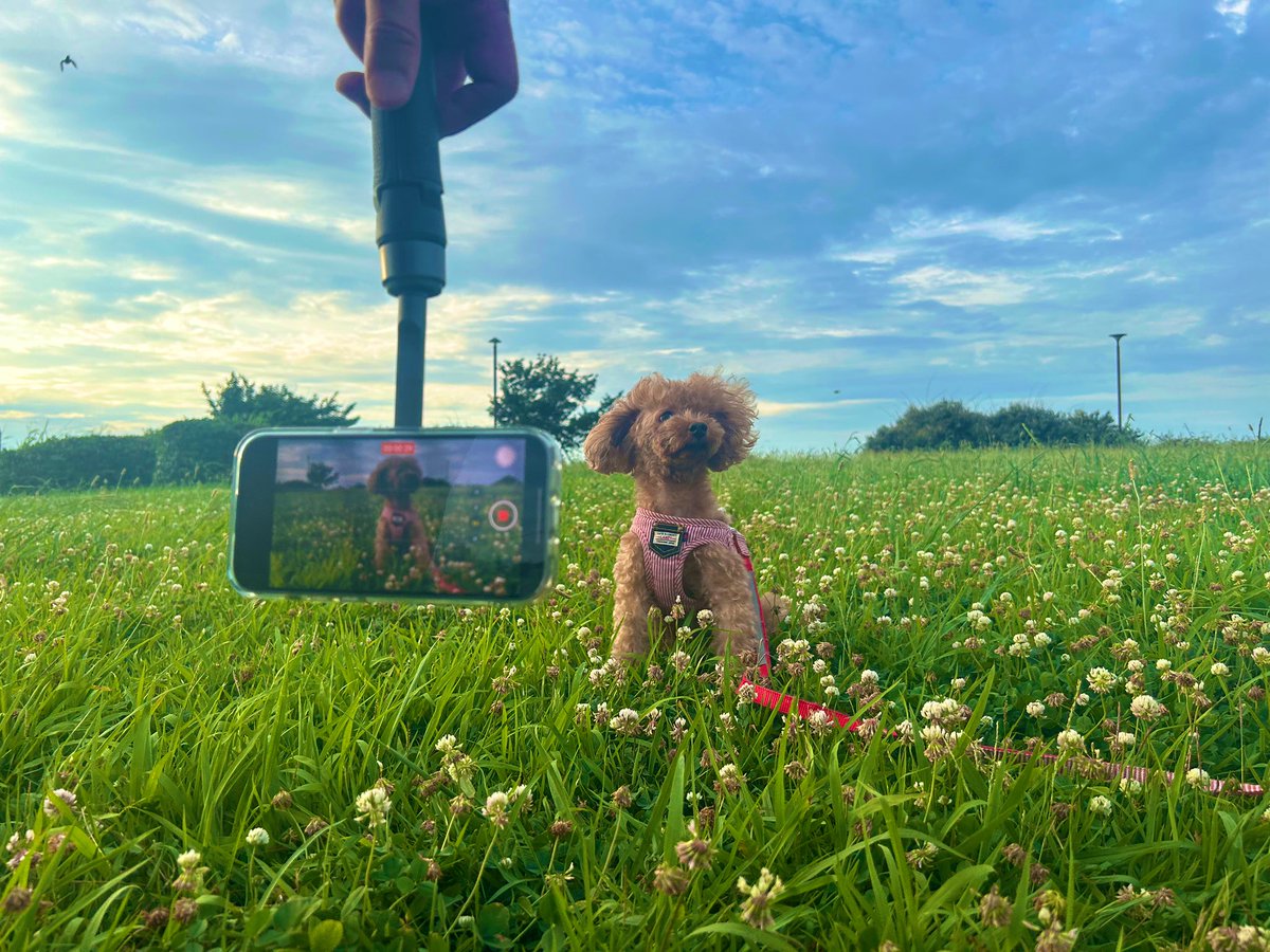 ShiftCam_JP's tweet photo. #SnapPod (三脚)を使えば、愛くるしい愛犬の表情も逃しません!地面において #SnapGrip を使ってワイヤレスシャッターで撮影したり、手で持ってローアングル撮影をしたり、色々な使い方ができちゃいます🐶📷✨
#shiftcam_jp
#MagSafe
#ワイヤレスシャッター
#トイプードル
#犬のいる暮らし https://t.co/1TCnMkVpxv