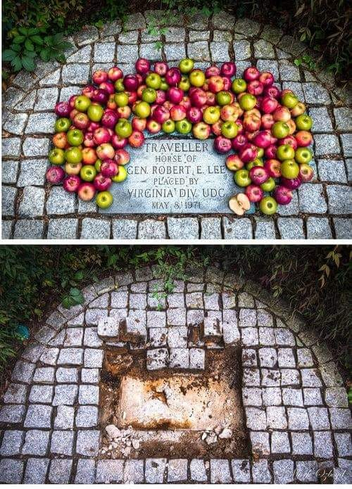 WeRAmerica2022's tweet photo. "Imagine being so emotionally fragile that you are offended by the grave of a horse." #RobertELee #VirginiaDivision #Traveller #RevisingHistory #LeftismIsAMentalDisease https://t.co/3SEcxczy1d