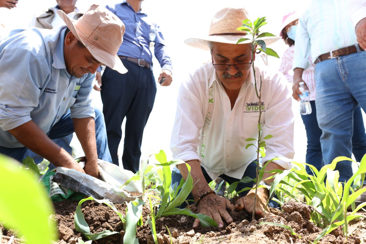 Raul_PaulinH's tweet photo. En Oaxaca, el pasado fin de semana bajo el lema #YoSiembroMiFuturo salieron a reforestar espacios públicos. Un millón de plantas más los 100 millones que ya están en sus parcelas. #Reforestación #Cohesión Social #JuntosCosechamosVida https://t.co/6boTfm8P4z