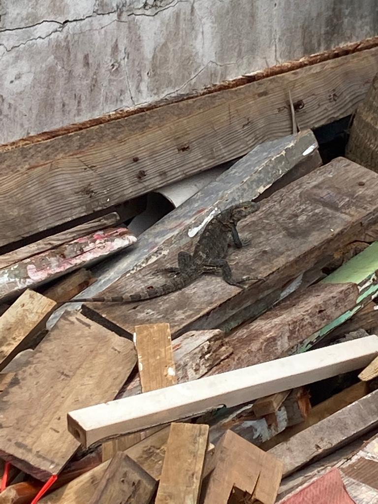 VineFrida tweet media