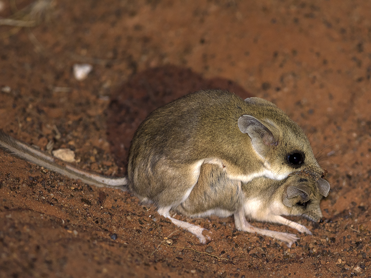 @itsnotfairman thought my Leadies too mainstream so perhaps a couple of Kultarr shagging is alternative enough. A worthy candidate in the Desert section for #AusMammalOfTheYear 23 - Vote Now -> cosmosmagazine.com/nature/amoty/v…