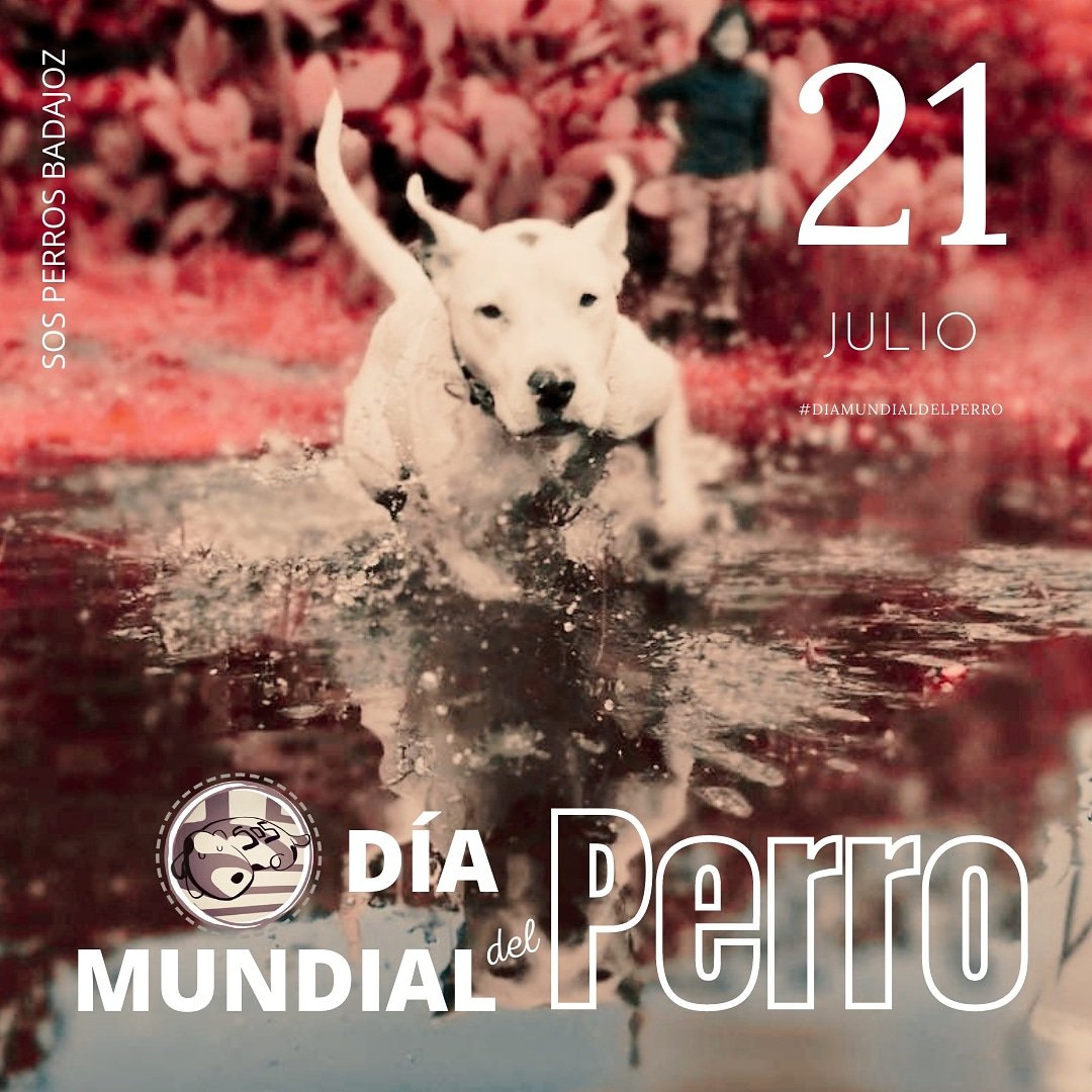 🐶 Comparte tu vida con un perro .... o con dos.

Mirad más el mundo a través de los ojos perrunos y sed como vuestro perro cree que sois.

#DiaMundialDelPerro #AdoptaNoCompres