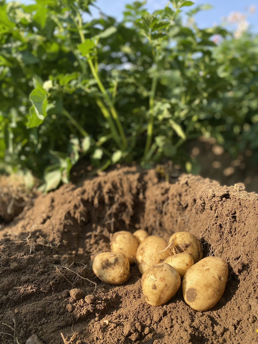 EASTERN SEED GROWERS tweet media