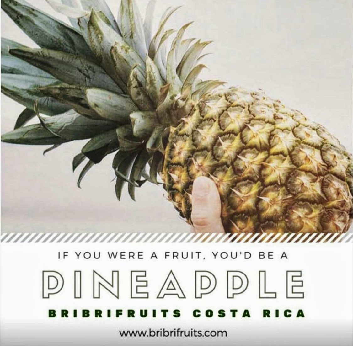 @BriBriFruitsPara para saber si una #piña está madura, basta con extraer una hoja del penacho de hojas. Si sale fácilmente, es que está madura. Si nos cuesta sacar la hoja, es que la piña aun no ha madurado. #CostaRica