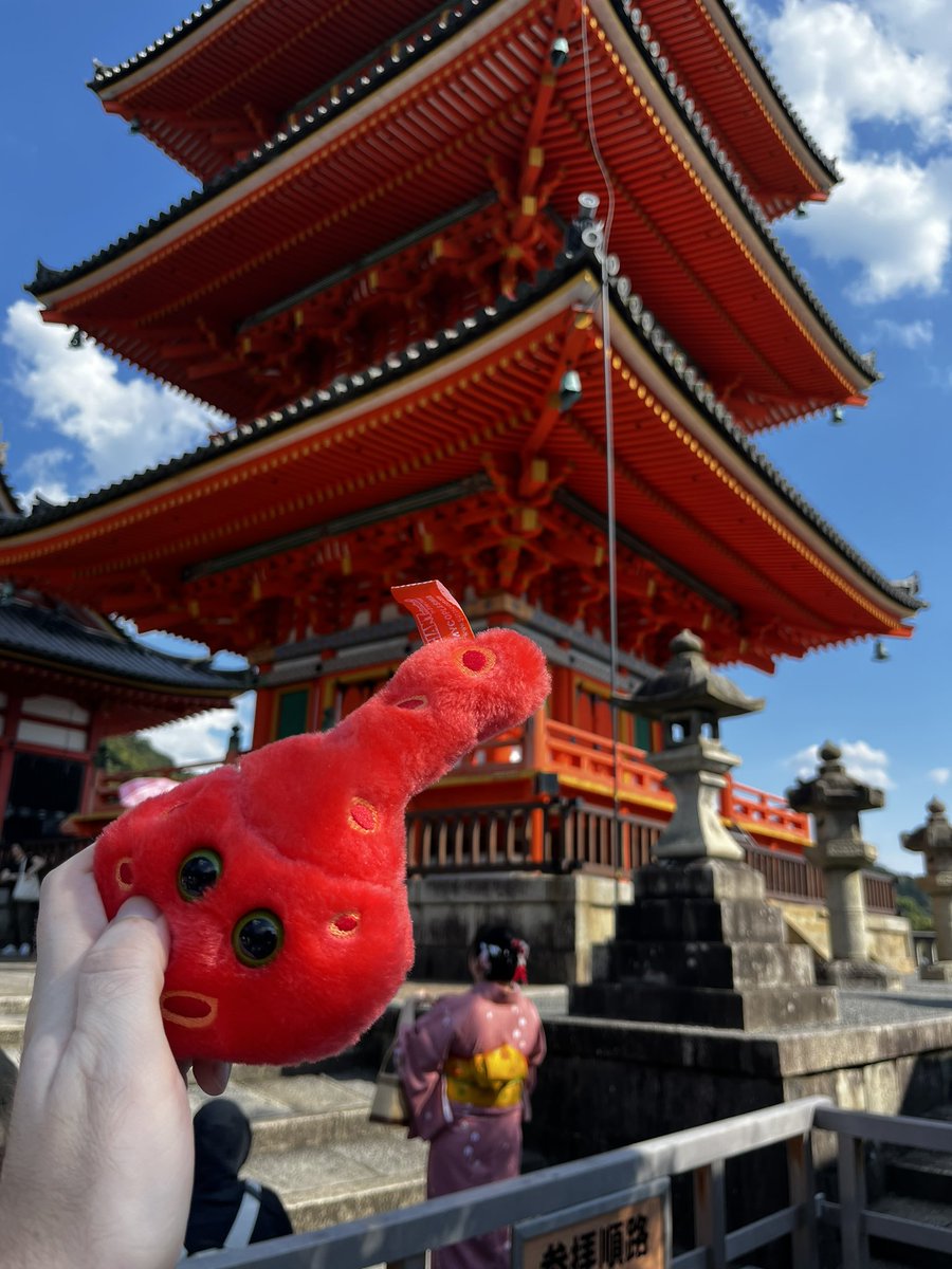johnsanford113.bsky.social (@johnsanford113) on Twitter photo Genny the Mgen at <a href="/IOM_Osaka/">IOM2023@Osaka</a> and the post-congress tour of Kyoto! What a blast this past week has been, great to finally meet so many brilliant mycoplasmologists. Excited to explore the Kansai region for the next week before returning to complete my first paper! Genny the Mgen at <a href="/IOM_Osaka/">IOM2023@Osaka</a> and the post-congress tour of Kyoto! What a blast this past week has been, great to finally meet so many brilliant mycoplasmologists. Excited to explore the Kansai region for the next week before returning to complete my first paper!