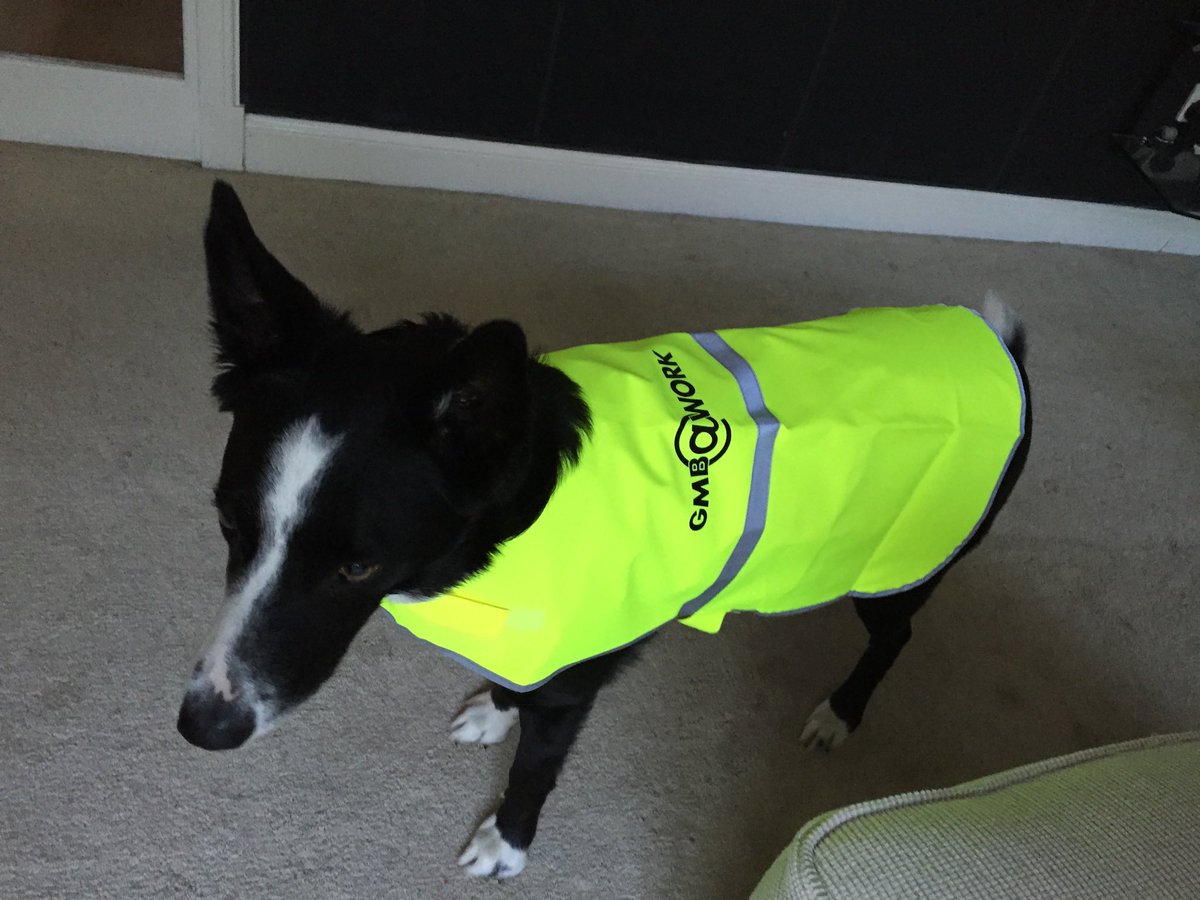 drewduffy's tweet photo. @CllrGMacgregor Make sure he has a high vis like my dog wore when in the office and I’m sure everyone will make sure he is looked after. https://t.co/r5v3poUlFp