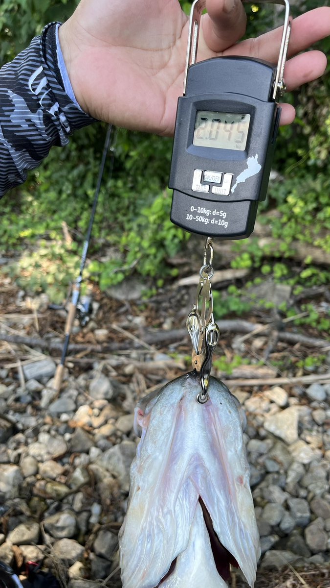 ysknplus's tweet photo. カバスキャ3.5でやっとまともに釣れた🥺
久しぶりの琵琶湖ウェーディングにて
50up🔥🔥 https://t.co/J3iV9IUERt