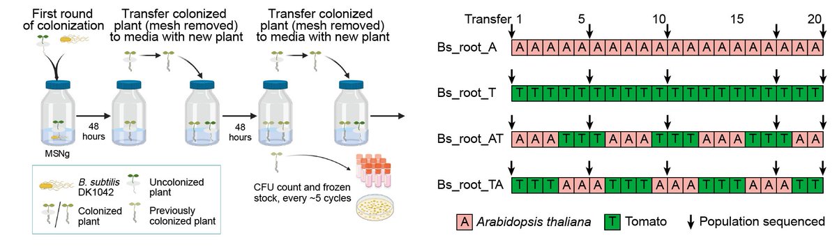 EvolvedBiofilm's tweet photo. Glad to share the peer reviewed version of @GuohaiHu's paper in @MicrobioSoc Microbial genomics #OpenAccess 

Parallel genetic adaptation of Bacillus subtilis to different plant species
https://t.co/MuN1Ad1OCY https://t.co/cidXAKSXub