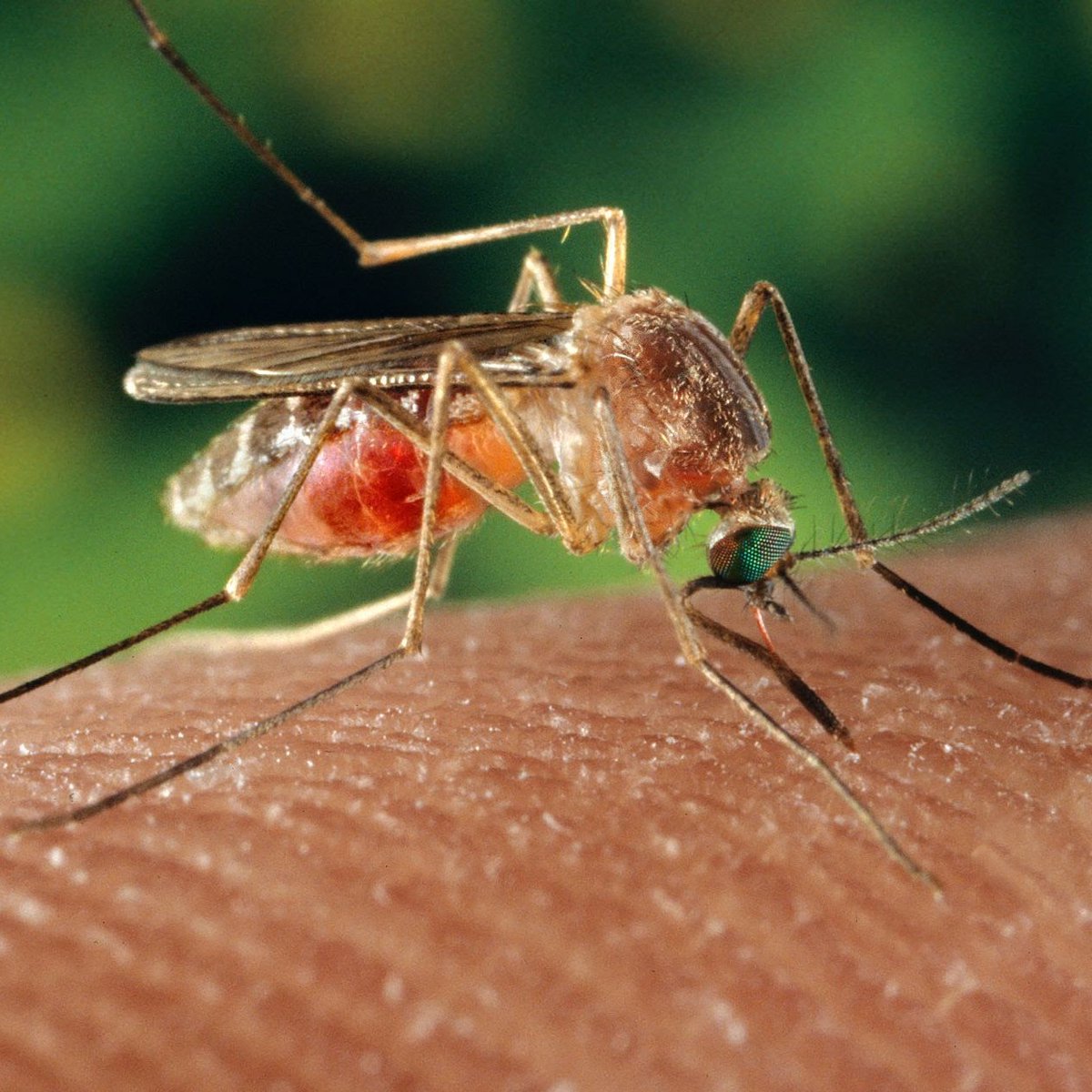The latest IMJ On-Air podcast on Victoria’s JEV cluster is now live – bit.ly/3O2PsOF A/Prof Ian Woolley discuss the Japanese encephalitis virus with Dr Justin Jackson, Dr Sam Thorburn, Dr Paul Kinsella and A/Prof Deborah Friedman. @marrow @TheRACP @ianwool08925090