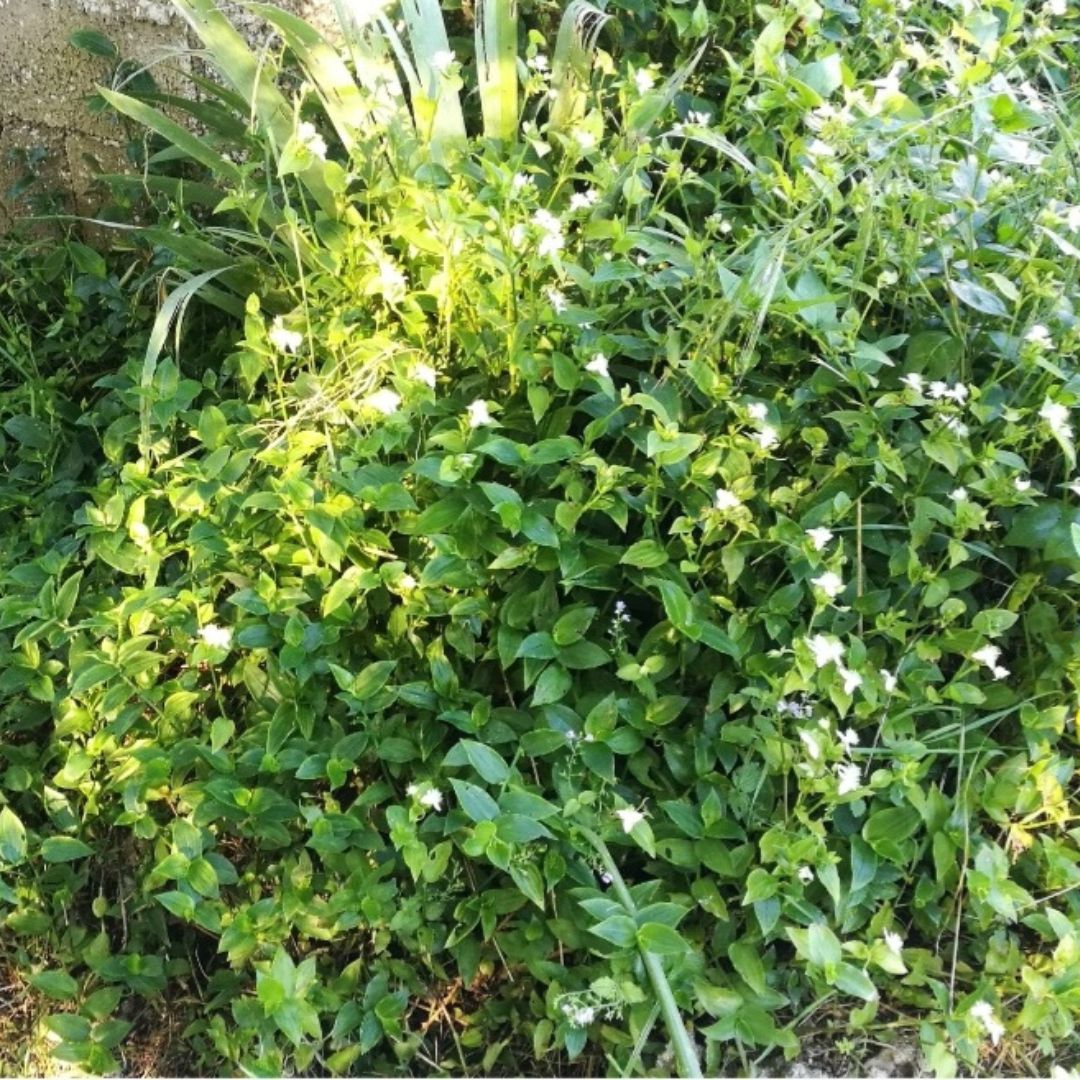 InvasoRamales's tweet image. #tradescantiafluminensis Introducida en España y en casi todos los países del mundo como planta ornamental. Actualmente es muy popular en jardinería de interior. #ramalesnatural #biodiversidad #invasoras

invasorasenramales.wordpress.com/2016/12/16/tra…