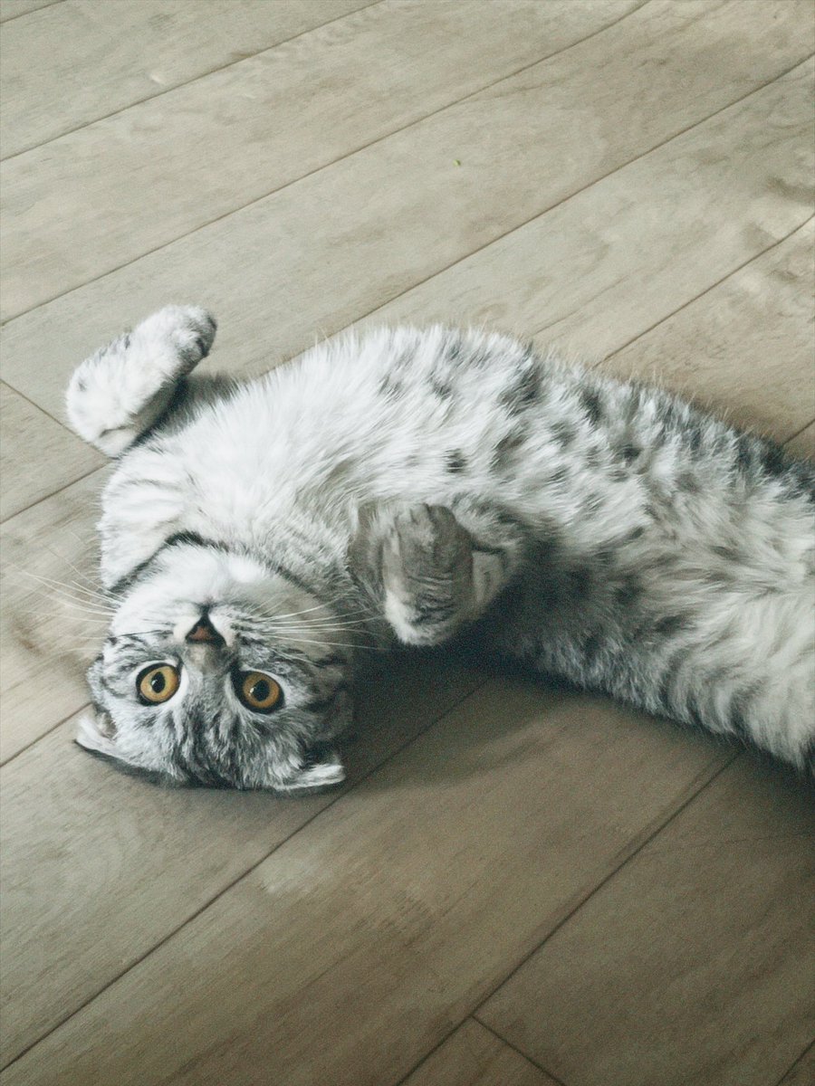_nukkushi's tweet photo. У нас опять течка🤯у кого есть кот скоттиш-страйт?желательно опытный https://t.co/cuDe0O5ukr