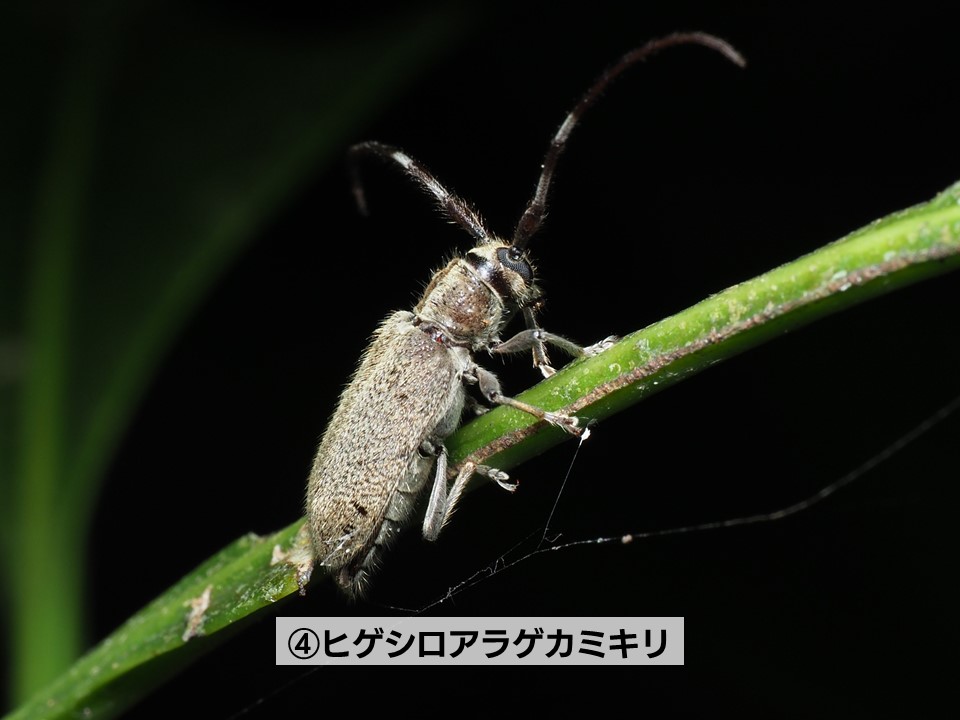 小笠原自然情報】日が暮れて夜になると、母島の登山道では