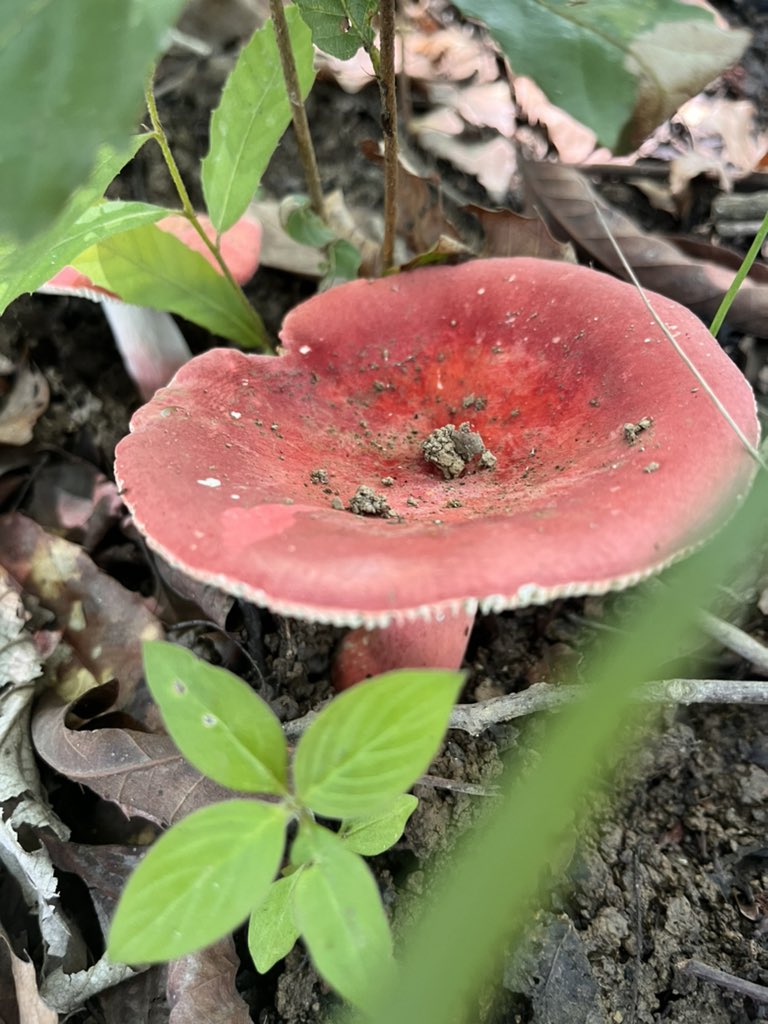 #wildmushroom