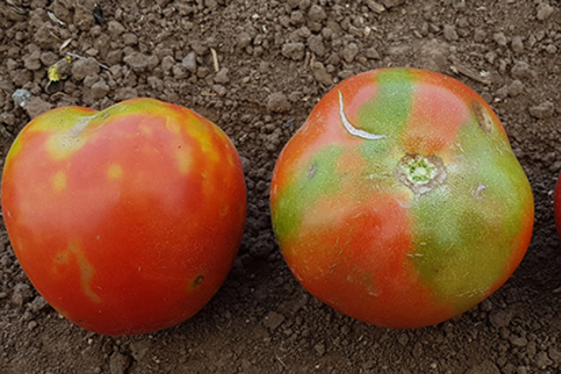 Un nouveau virus sans aucun traitement ni résistance
L’Anses alerte sur un nouveau virus émergent qui menace la culture des tomates, piments et poivrons en France. vegetable.fr/un-nouveau-vir…