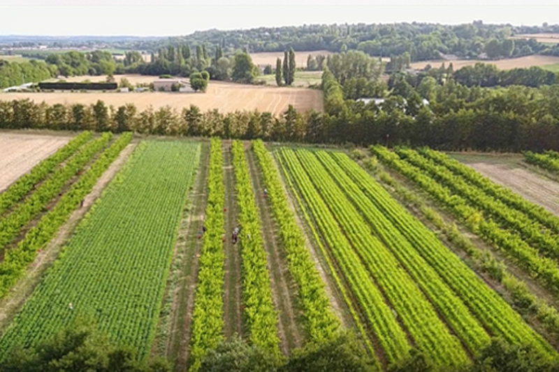 Des céréales entre les minivergers
Après cinq années d’expérimentation, la parcelle alternant minivergers de pêchers et cultures céréalières bio, sur la plateforme TAB de la Drôme, livre ses premiers résultats.vegetable.fr/des-cereales-e…