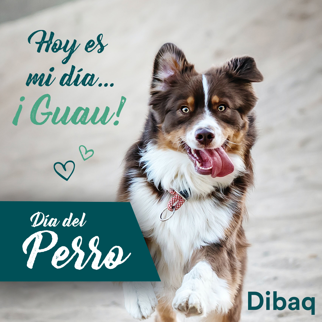 DibaqPetcare_es's tweet photo. 🇪🇸 Hoy es el #diainternacionaldelperro y por eso este pequeñajo se ha puesto así de guapo!
Nosotros le daríamos un montón de besitos y achuchones! 💚
#perros #mascotas #segovia #dibaq #dibaqpetcare #dogs #dogslovers #dibaqsense #picoftheday #dibaqsense https://t.co/5RD9fJi675